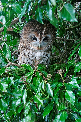 TAWNY_OWL_STRIX_ALUCO_ROOSTING_IN_IVY_COVERED_TREE