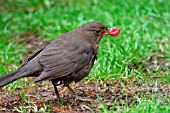 BLACKBIRD,  FEMALE WITH RASPBERRY,  TURDUS MERULA