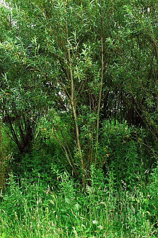 COPPICED_WILLOW_TREE_YEARS_GROWTH