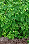 MENTHA CITRATA (LEMON MINT)