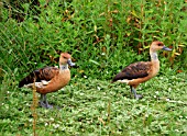 GREATER BRAZILLIAN TEAL