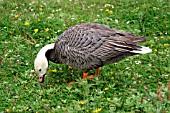 EMPEROR GOOSE FEEDING