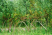 WOVEN LIVING WILLOW FENCING