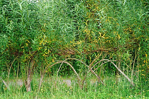 WOVEN_LIVING_WILLOW_FENCING