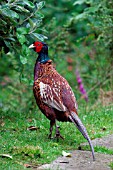 PHEASANT,  MALE WALKING,  PHASIANUS COLCHICUS