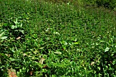 BED OF NETTLES (URTICA) IN SUMMER