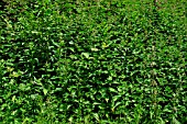 BED OF NETTLES (URTICA) IN SUMMER