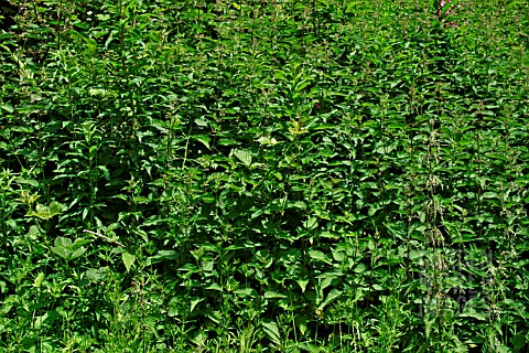 BED_OF_NETTLES_URTICA_IN_SUMMER