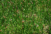 PLANTAIN (PLANTAGO) IN SUMMER MEADOW