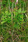 YOUNG OAK TREE GROWING THROUGH UNDERGROWTH