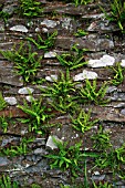 ASPLENIUM (SPLEENWORT) GROWING IN WALL