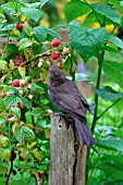 BLACKBIRD,  FEMALE IN RASPBERRY BUSH,  TURDUS MERULA