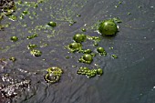 UNICLLULAR GREEN ALGAE BUBBLE ON SURFACE OF POOL