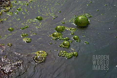 UNICLLULAR_GREEN_ALGAE_BUBBLE_ON_SURFACE_OF_POOL