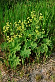 ALCHEMILLA MOLLIS,  LADYS BEDSTRAW