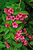 WEIGELA EVA RATHKE