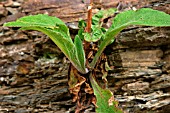 DIGITALLIS,  FOXGLOVE IN SHALE