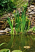 WILDLIFE POND,  EARLY SUMMER