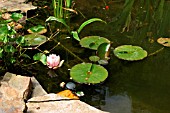 WILDLIFE POND,  WATERLILIES