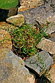 JUNCUS EFFUSUS SPIRALIS,  CORKSCREW RUSH