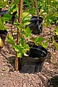 SLUG CONTROL USE GREASED POTS AND PELLETS FOR RUNNER.