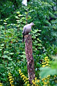 COLLARED DOVE,  STREPTOPELIA DECAOCTO