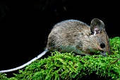 APODEMUS SYLVATICUS,  WOODMOUSE