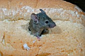 MUS DOMESTICUS,  HOUSE MOUSE