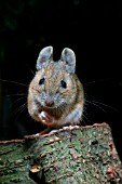 APODEMUS SYLVATICUS,  WOODMOUSE