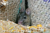 MUS DOMESTICUS,  HOUSE MOUSE