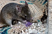 MUS DOMESTICUS,  HOUSE MOUSE