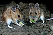 APODEMUS SYLVATICUS,  WOODMOUSE