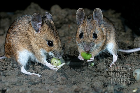 APODEMUS_SYLVATICUS__WOODMOUSE