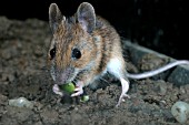 APODEMUS SYLVATICUS,  WOODMOUSE