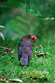 BLACKBIRD,  FEMALE WITH RASPBERRY,  TURDUS MERULA