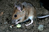 APODEMUS SYLVATICUS,  WOODMOUSE