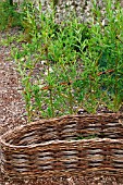 SALIX,  WILLOW FENCING,  EARLY SUMMER