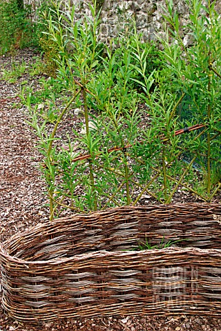 SALIX__WILLOW_FENCING__EARLY_SUMMER