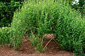 SALIX,  WILLOW WORK,  EARLY SUMMER