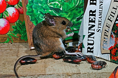 APODEMUS_SYLVATICUS__WOODMOUSE