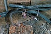 MUS DOMESTICUS,  HOUSE MOUSE