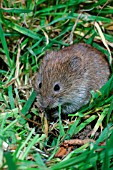 MICROTUS AGRESTIS,  FIELD VOLE