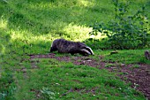 BADGER,  FORAGING IN EVENING,  MELES MELES