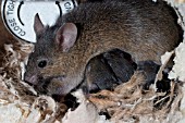 MUS DOMESTICUS,  HOUSE MOUSE FAMILY