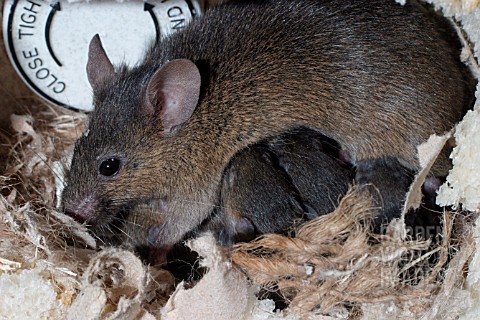 MUS_DOMESTICUS__HOUSE_MOUSE_FAMILY