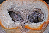 MUS DOMESTICUS,  HOUSE MOUSE FAMILY