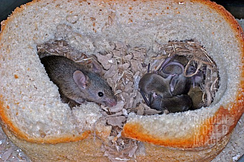 MUS_DOMESTICUS__HOUSE_MOUSE_FAMILY