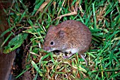 MICROTUS AGRESTIS,  FIELD VOLE