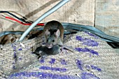 MUS DOMESTICUS,  HOUSE MOUSE AND BABY
