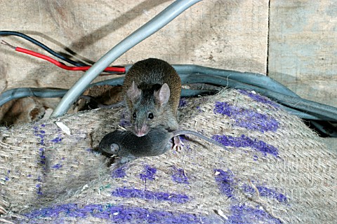 MUS_DOMESTICUS__HOUSE_MOUSE_AND_BABY